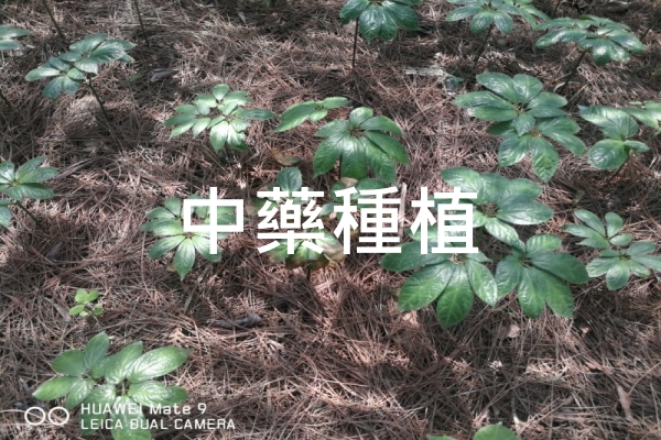 仁維國際中藥種植防治效果展示