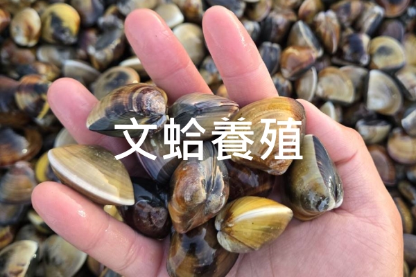 仁維國際文蛤養殖成效實績照片