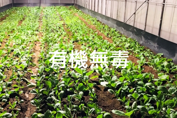 仁維國際有機無毒農業種植效果展示