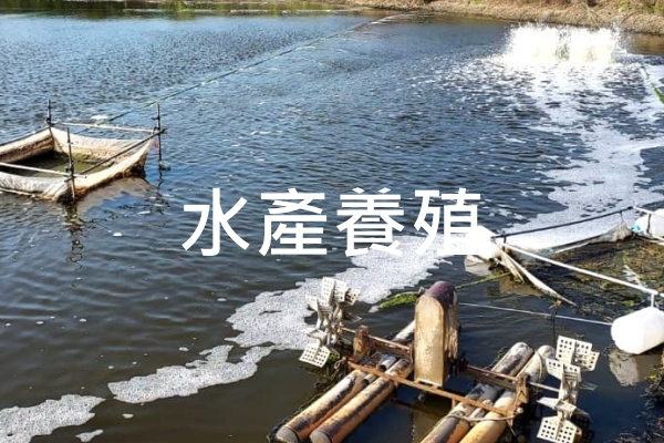 仁維國際水產養殖成效實績照片