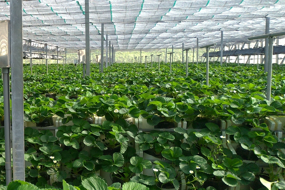 有機無毒種植照片