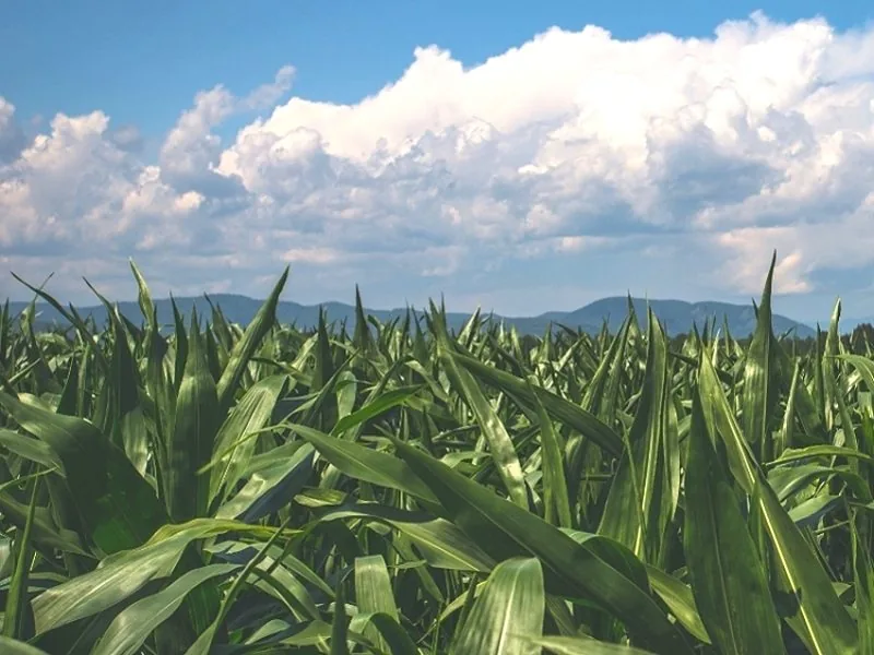 Bio-Humus usage record in farmland