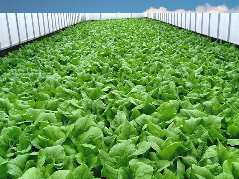 Bio-Humus crop and soil observation record