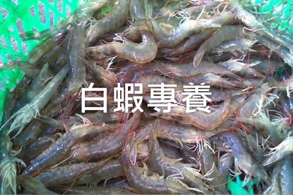 仁維國際白蝦專養成效實績照片