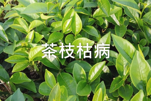 仁維國際茶枝枯病改善前後對比