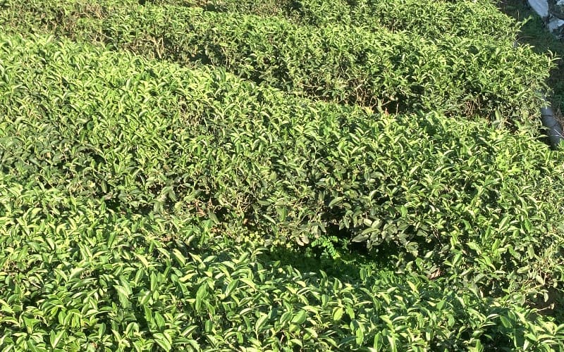 茶枝枯病得病未修枝情形1