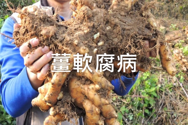 仁維國際薑軟腐病防治效果展示