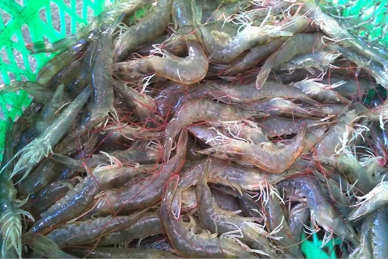 Shrimp Monoculture